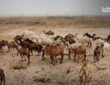 تحديات مربّي الإبل في دير الزور: ارتفاع التكاليف وانحسار المراعي