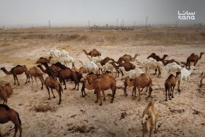 تحديات مربّي الإبل في دير الزور: ارتفاع التكاليف وانحسار المراعي