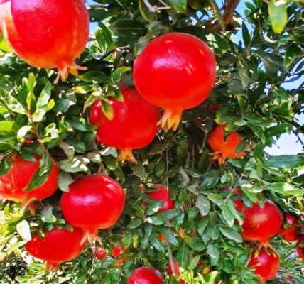 زراعة 1.1 مليون شجرة مثمرة في درعا: توقعات بإنتاج 44 ألف طن من فاكهة الرمان